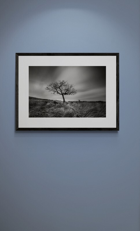  - Lone Tree in the Peak District