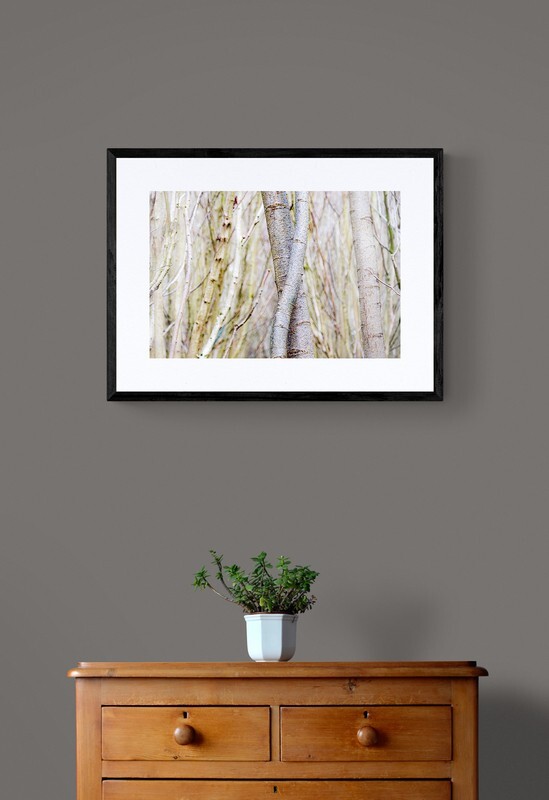  - Entwined Tree Trunks