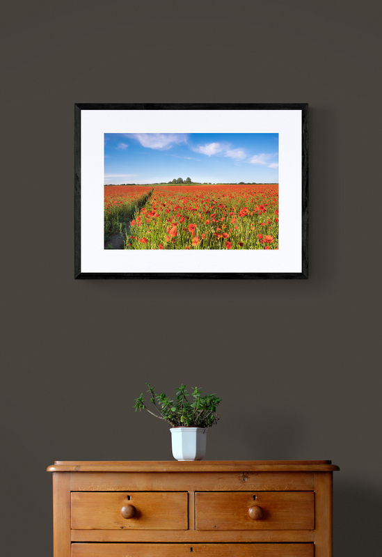  - Poppy Field