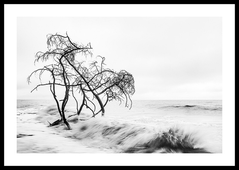  - Trees in the Ocean