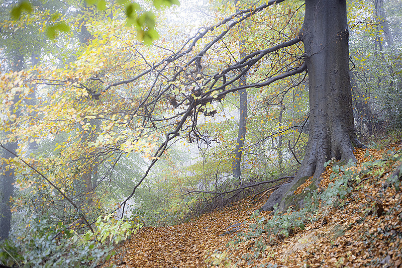 UK landscape photography of an autumn woodland in Derbyshire