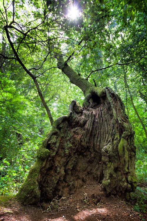 400 year old oak tree at Hayley Wood Nature Reserve