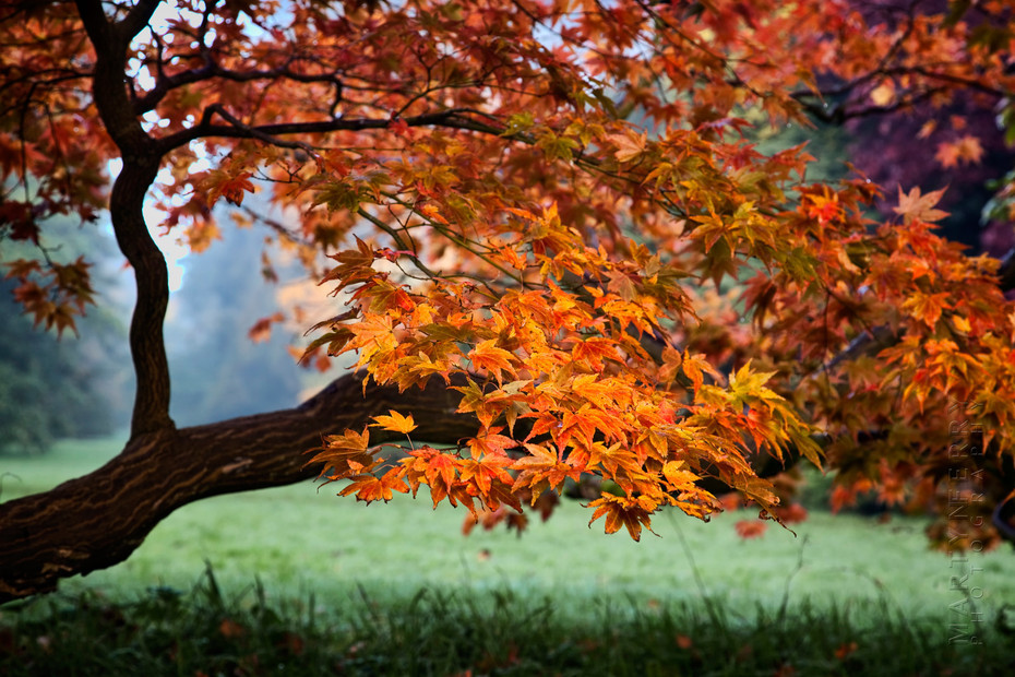 Incredible colours on this Acer Palmatum Amoenum