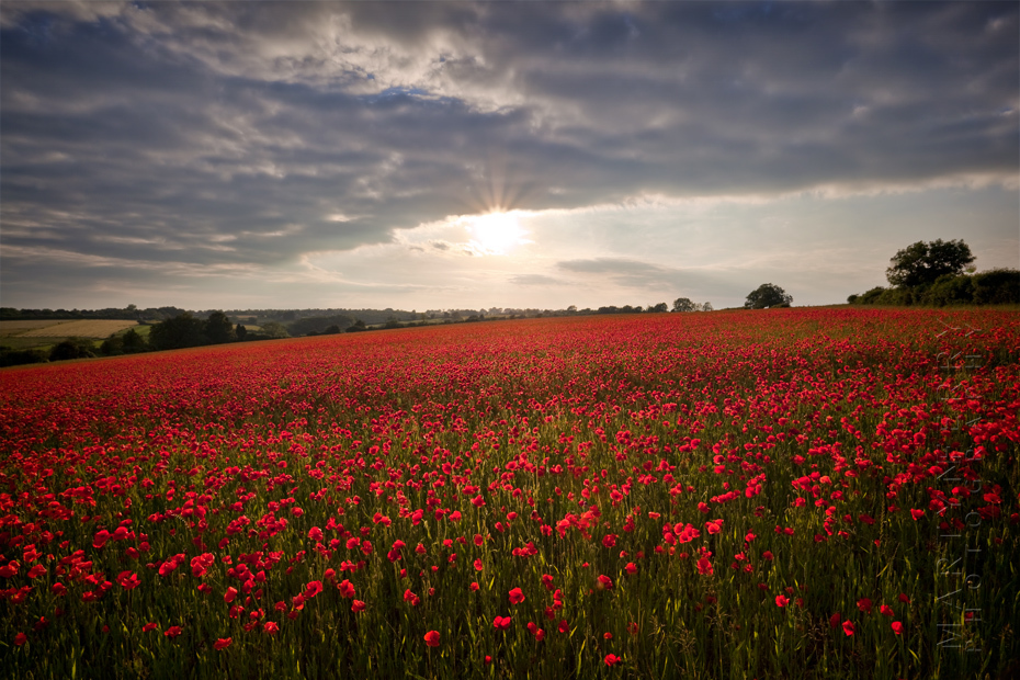 View of red poppies in the sunlight