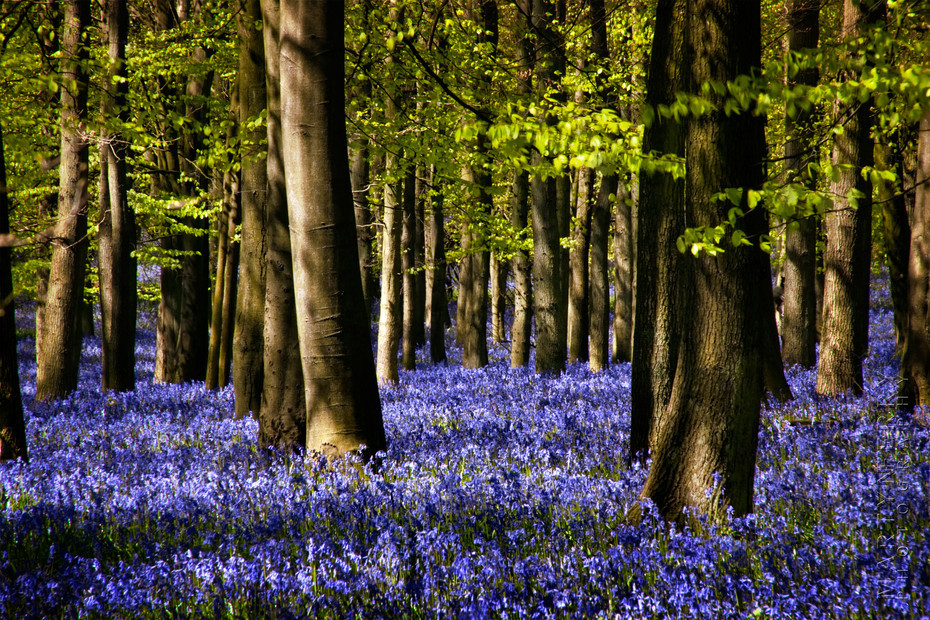Carpet of bluebells on the Ashridge Estate