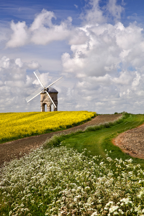 Chesterton Windmill with bright yellow rape field under white fluffy clouds