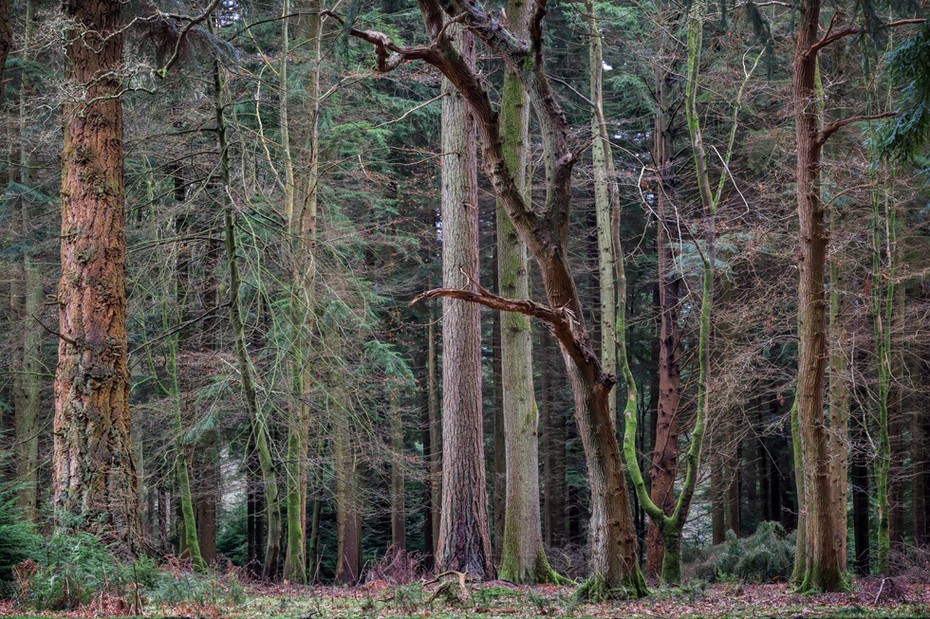 A collection of trees along the Tall Tree Trail in the New Forest