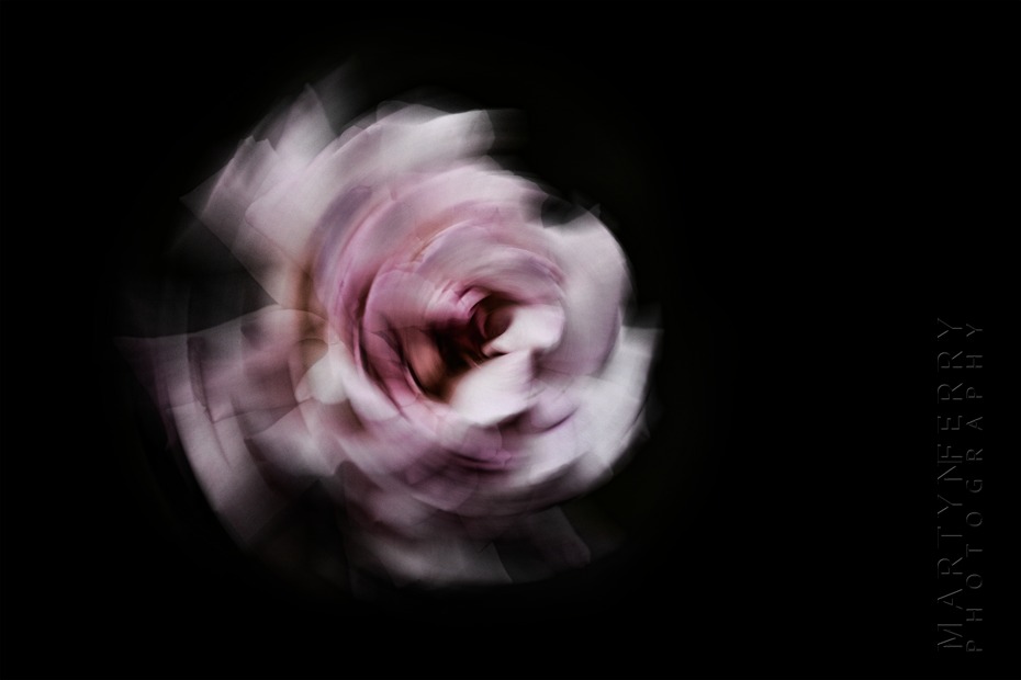 Fine art flower photography of one pink rose