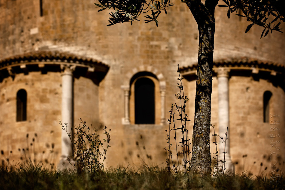 St Antimo Olive Tree - Italy