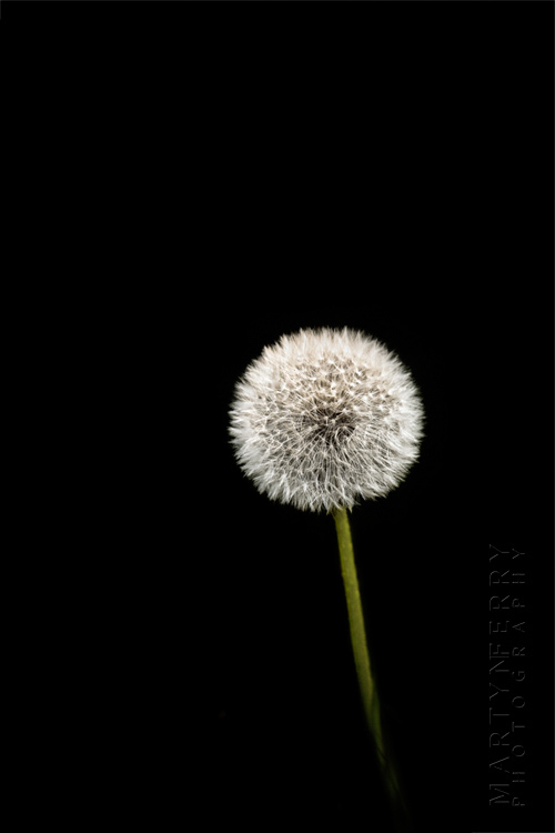 Fine art flower photography of a dandelion head