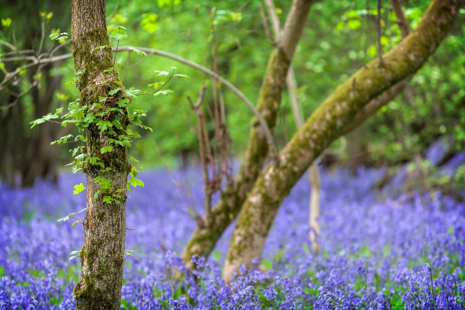 Bright blue bluebells litter the woodland floor at Brampton Wood