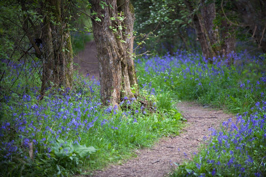 A pathway through the bluebells at Brampton Wood