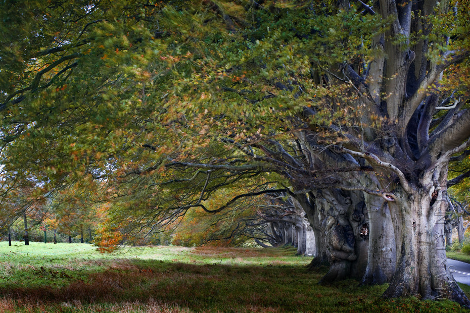 View of Kingston Lacy beech tree trunks and autumnal canopies