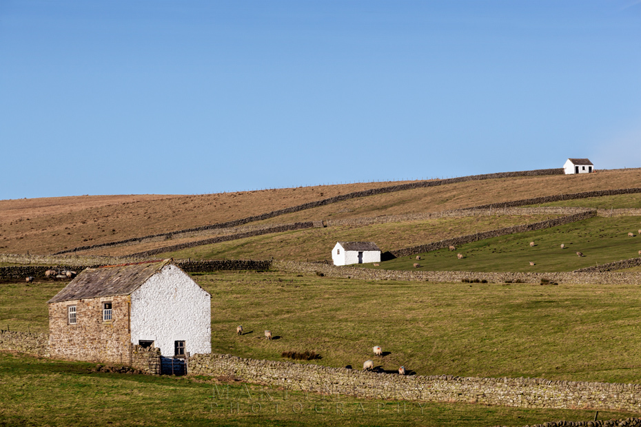 Three white Pennine barns on the landscape