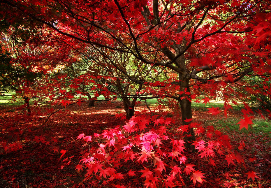 Vibrant red Acer at Westonbirt Arboretum