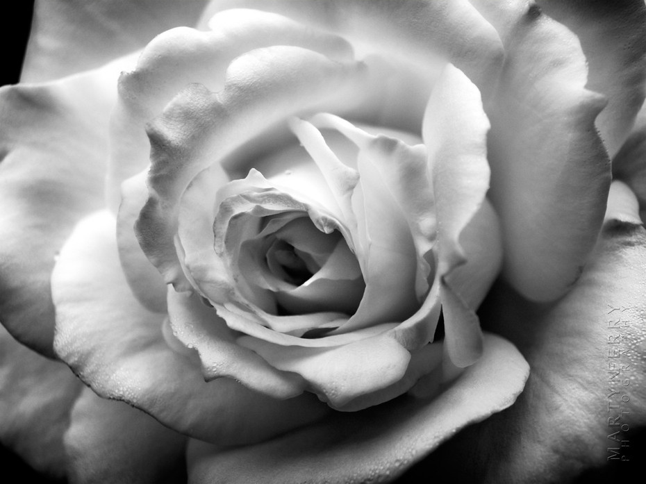 Beautiful close up image of white rose petals