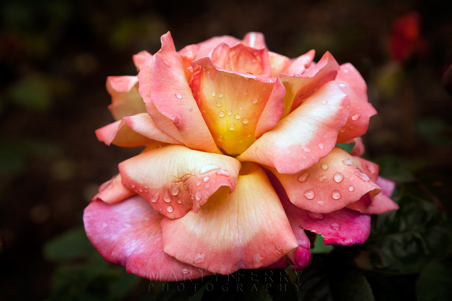 Delicate colours on a rose in full bloom taken at Blenheim Palace rose garden