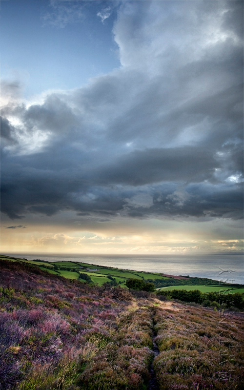 Beautiful evening light on heather