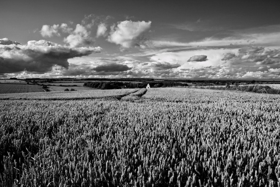 Striking black and white photo of a wheat field under clouds