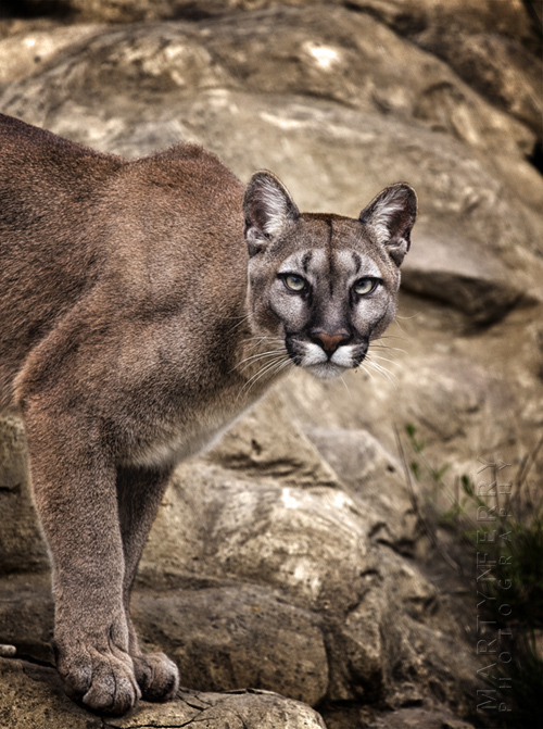 Puma staring the camera intently