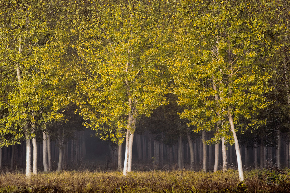 Beautiful image of sunlit trees in the morning mist in the Dordogne