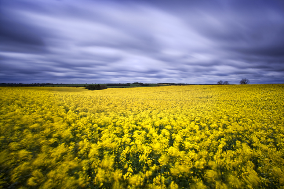 Striking photo of a yellow field under dramatic clouds