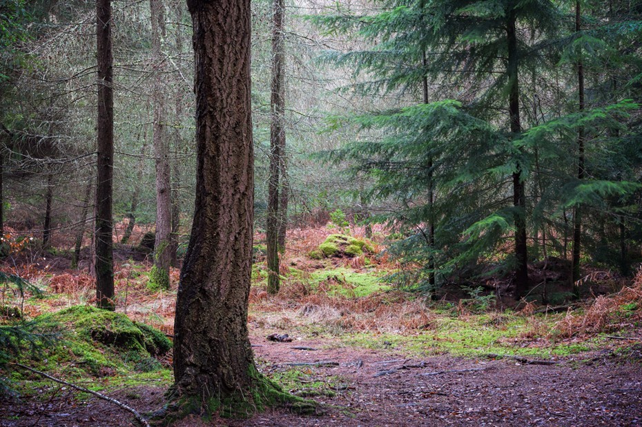 A single curved tree trunk in the New Forest