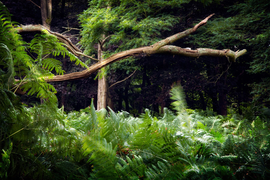 Atmospheric photograph of a dark woodland