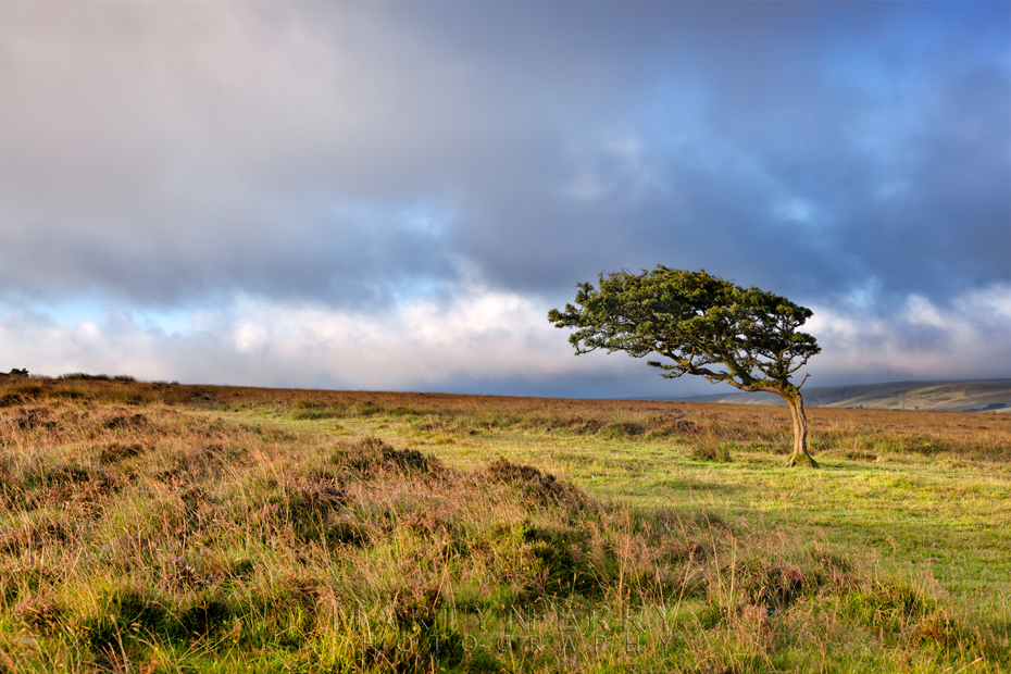 Windswept tree on the moors in Exmoor National Park