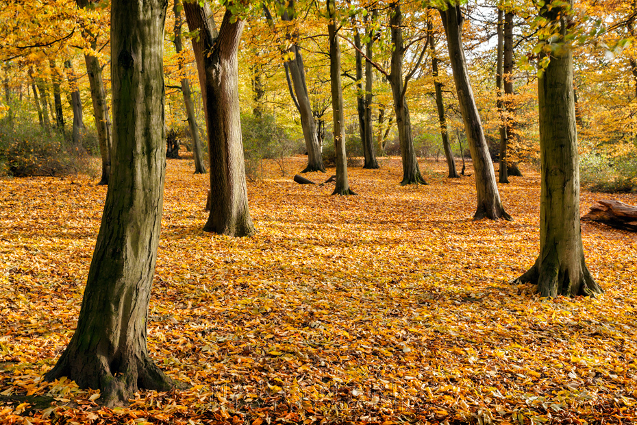 Colourful autumn carpet at Hinchingbrooke Country Park