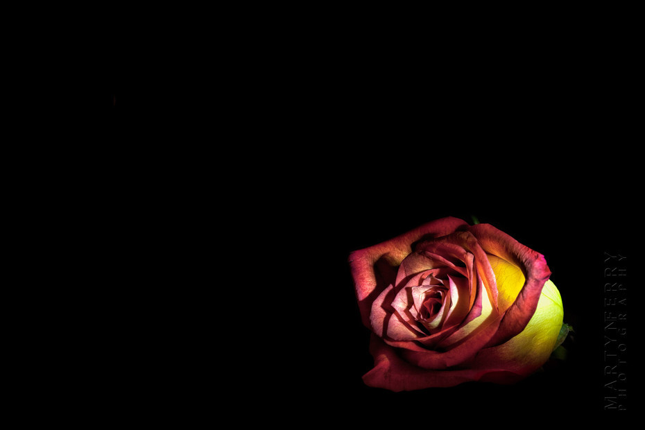 Fine art flower photography of a yellow and red rose