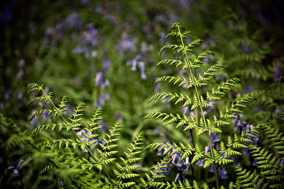 Photograph of bluebells and vibrant fern fronds