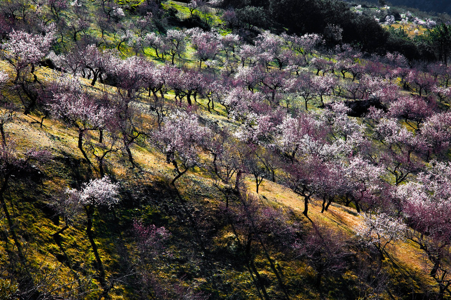 Sunrise light on almond trees in blossom
