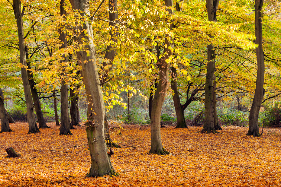 Autumn colour at Hinchingbrooke Country Park