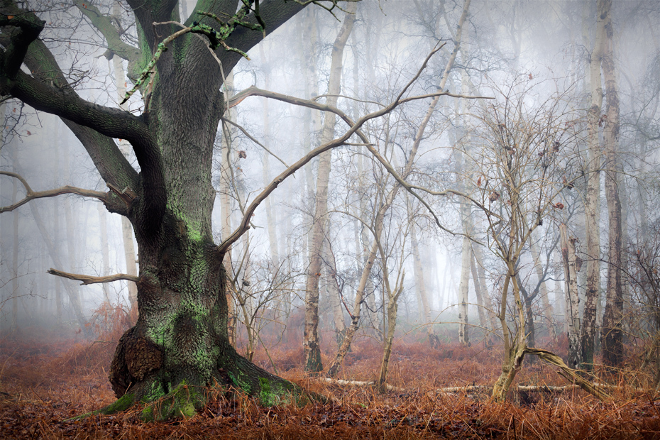 Holme Fen trees in mist