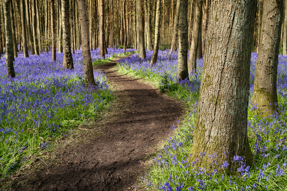 Path through the bluebells
