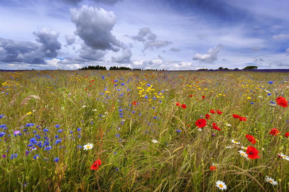 Photograph of cornflowers in Snowshill Cotswolds