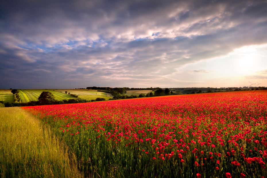 Beautiful sunlight on a field of poppies in the Cotswolds