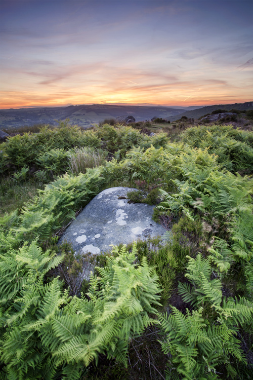 Photograph of rock and ferns at Baslow Edge in the Peak District