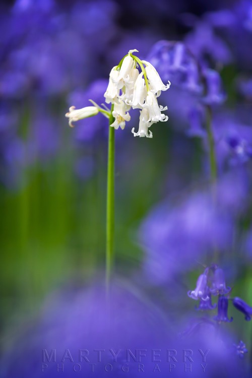 White bell close up in a bluebell woodland