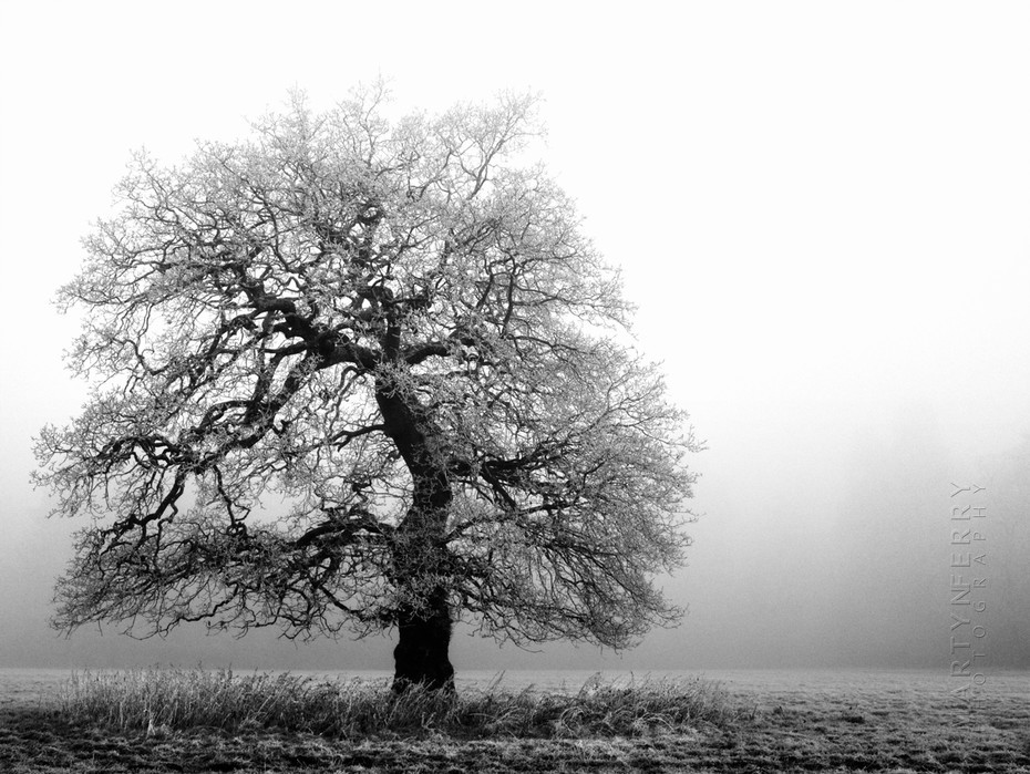 Lone skeletal tree in the freezing fog at Westonbirt Arboretum