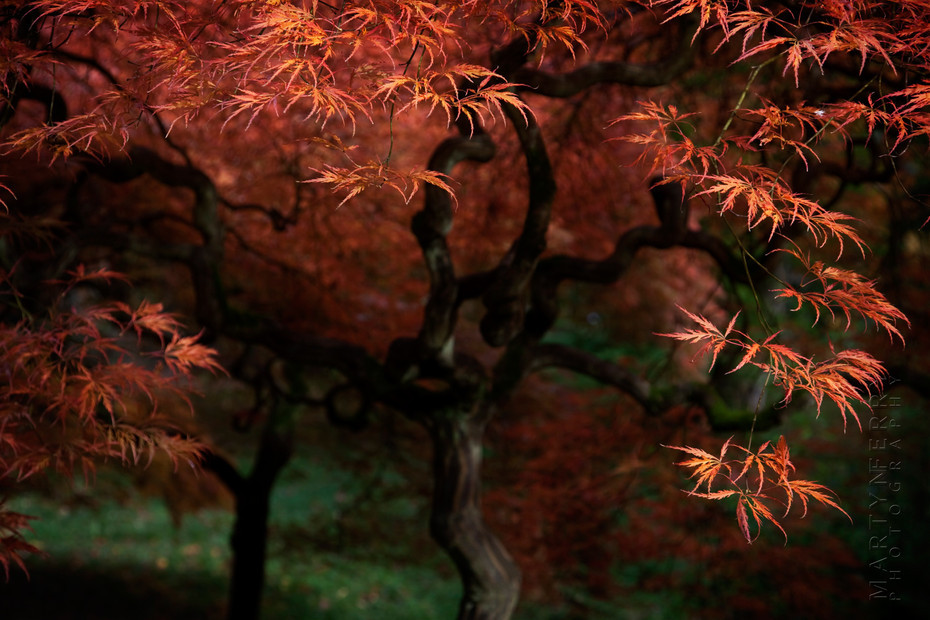 Delicate image of a deep red Acer Palmatum Ornatum