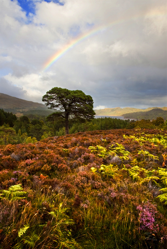Beautiful Glen Affric image of a rainbow over a field of heather
