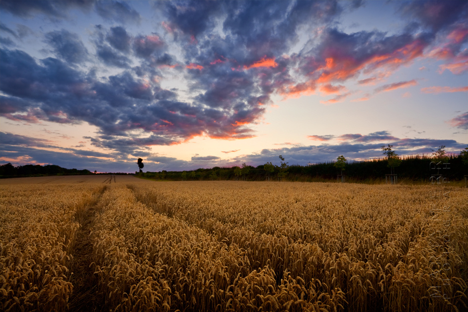 Amazing clouds over a golden wheat field at sunset