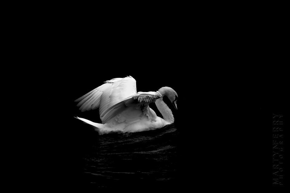 Photo of a white swan opening wings as it floats over water