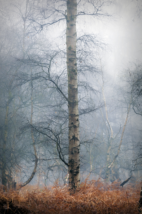 Single silver birch tree at Holme Fen