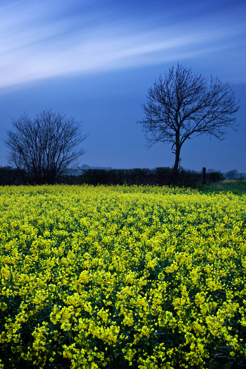 Long exposure photograph of a Cotswold rape field on a spring evening