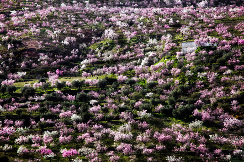 Amazing view of almond trees in blossom