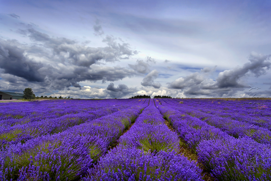 Striking image of lavender rows in the Cotswolds