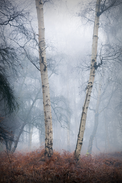 Two silver birch trees at Holme Fen